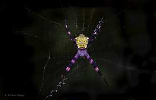 Hawaiian Bug Catcher-8810.jpg Hawaiian Bug Catcher-8810.jpg